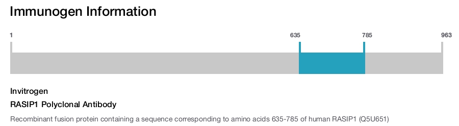 RASIP1 Polyclonal Antibody