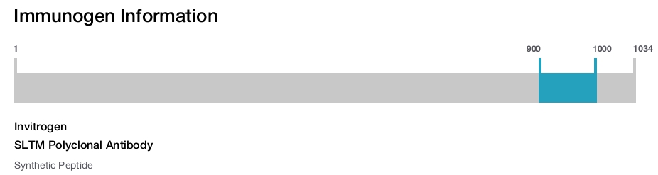 SLTM Polyclonal Antibody