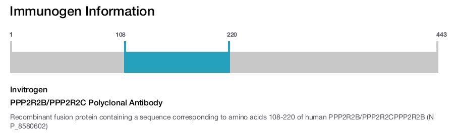 PPP2R2B/PPP2R2C Polyclonal Antibody