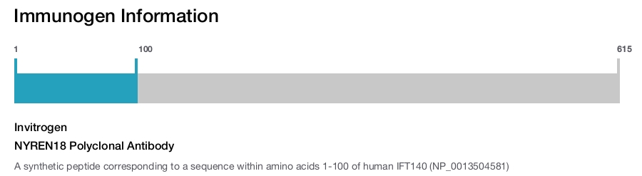 NYREN18 Polyclonal Antibody