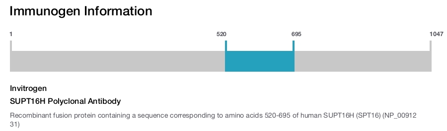 SUPT16H Polyclonal Antibody