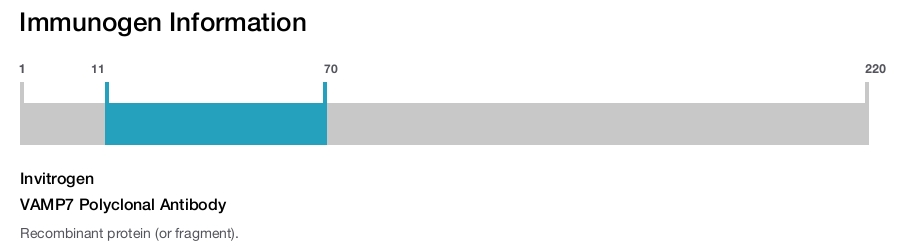 VAMP7 Polyclonal Antibody