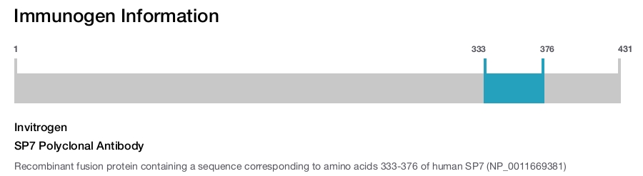 SP7 Polyclonal Antibody