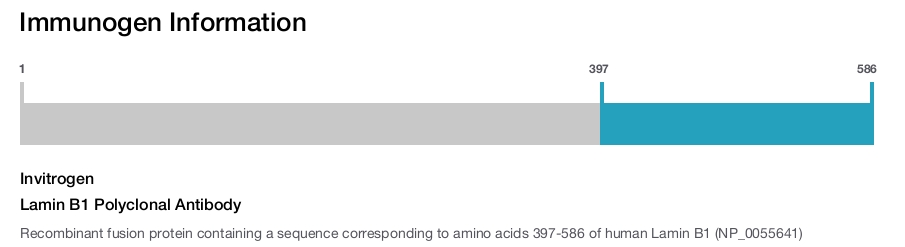 Lamin B1 Polyclonal Antibody