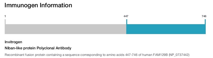 Niban-like protein Polyclonal Antibody