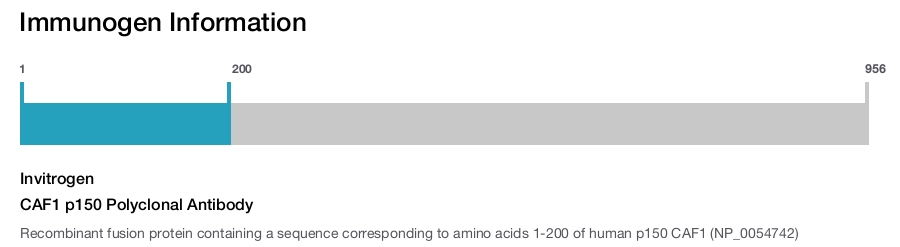 CAF1 p150 Polyclonal Antibody