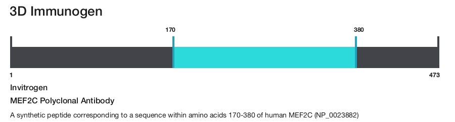 MEF2C Polyclonal Antibody