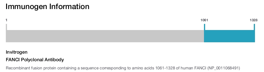 FANCI Polyclonal Antibody