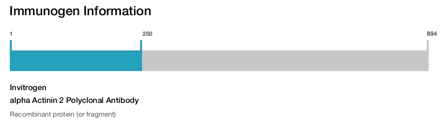 alpha Actinin 2 Polyclonal Antibody