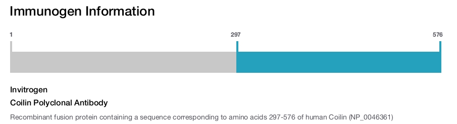 Coilin Polyclonal Antibody