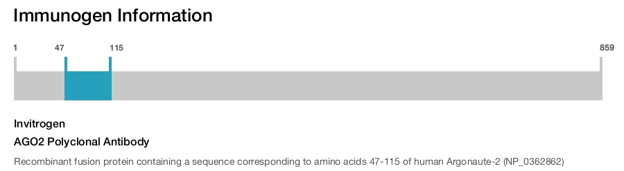 AGO2 Polyclonal Antibody