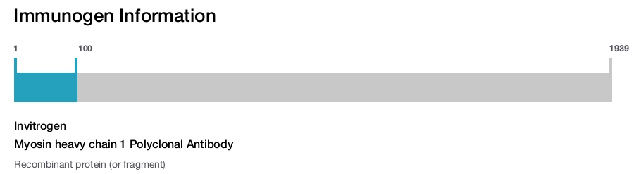 Myosin heavy chain 1 Polyclonal Antibody
