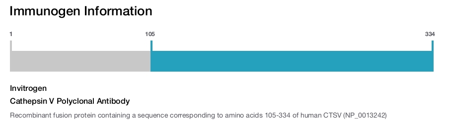 Cathepsin V Polyclonal Antibody