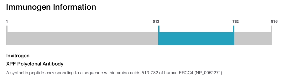 XPF Polyclonal Antibody