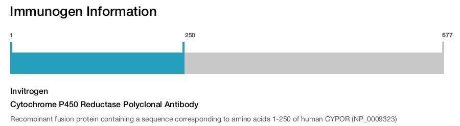 Cytochrome P450 Reductase Polyclonal Antibody