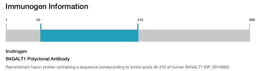 B4GALT1 Polyclonal Antibody