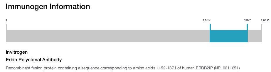 Erbin Polyclonal Antibody