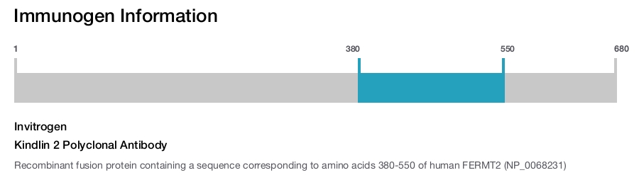 Kindlin 2 Polyclonal Antibody