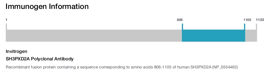 SH3PXD2A Polyclonal Antibody