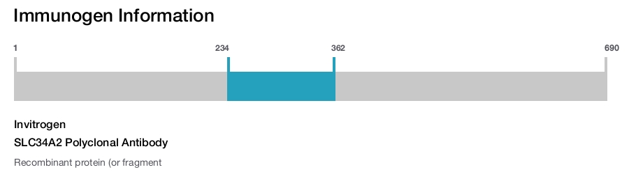 SLC34A2 Polyclonal Antibody
