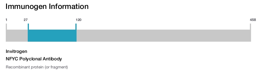 NFYC Polyclonal Antibody