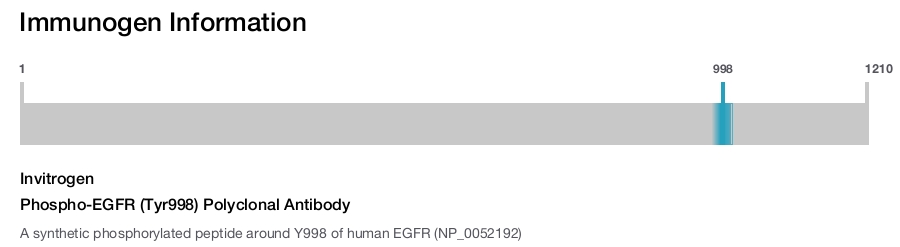 Phospho-EGFR (Tyr998) Polyclonal Antibody