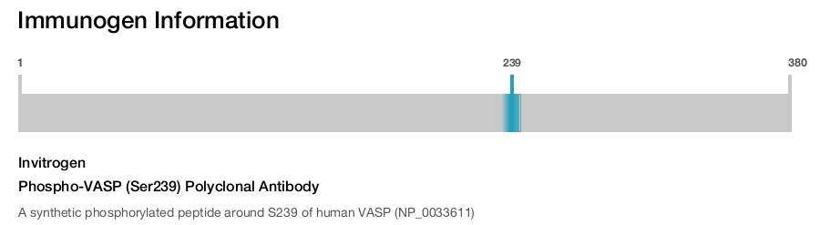 Phospho-VASP (Ser239) Polyclonal Antibody