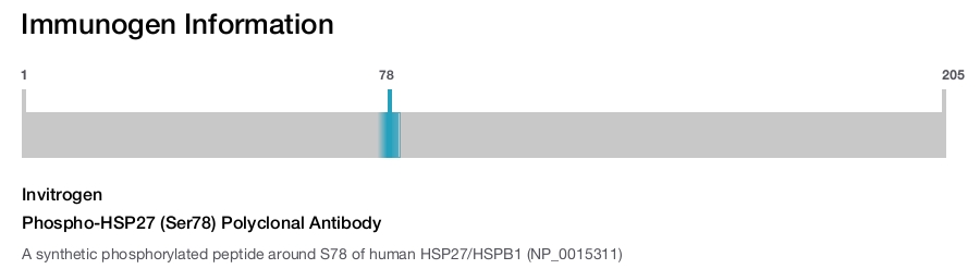 Phospho-HSP27 (Ser78) Polyclonal Antibody