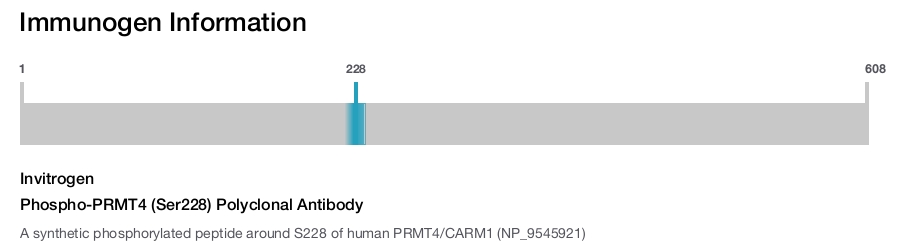 Phospho-PRMT4 (Ser228) Polyclonal Antibody