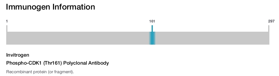 Phospho-CDK1 (Thr161) Polyclonal Antibody