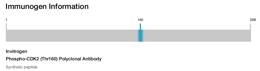Phospho-CDK2 (Thr160) Polyclonal Antibody
