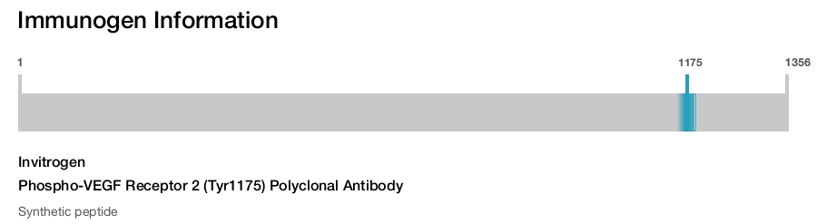 Phospho-VEGF Receptor 2 (Tyr1175) Polyclonal Antibody