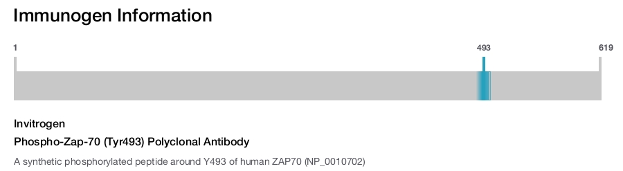 Phospho-Zap-70 (Tyr493) Polyclonal Antibody
