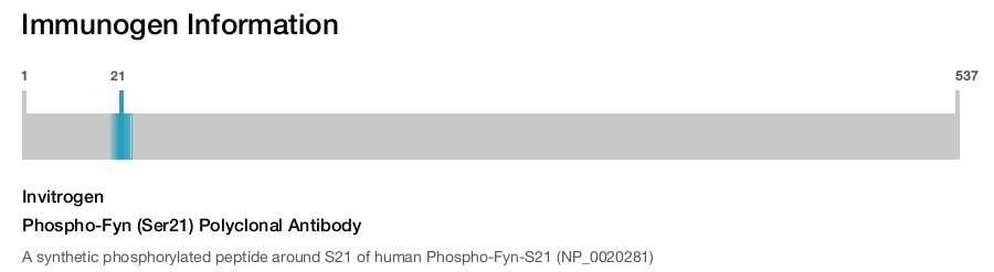 Phospho-Fyn (Ser21) Polyclonal Antibody