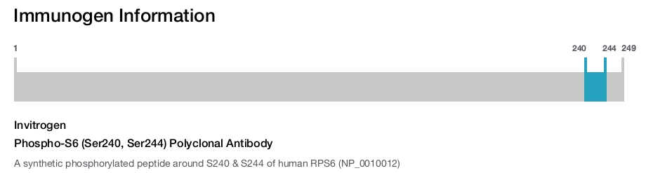 Phospho-S6 (Ser240, Ser244) Polyclonal Antibody