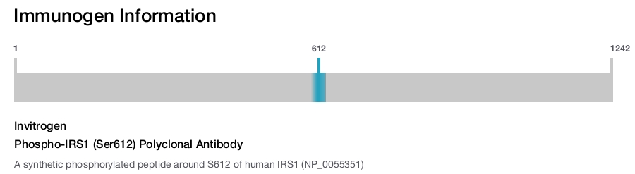 Phospho-IRS1 (Ser612) Polyclonal Antibody