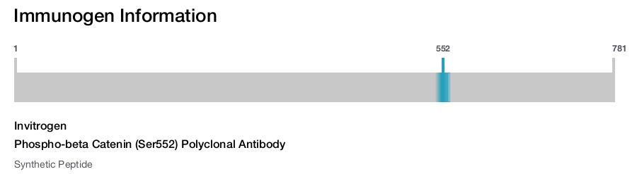 Phospho-beta Catenin (Ser552) Polyclonal Antibody