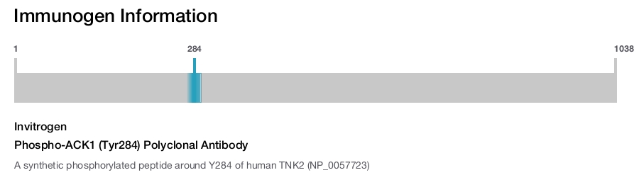Phospho-ACK1 (Tyr284) Polyclonal Antibody