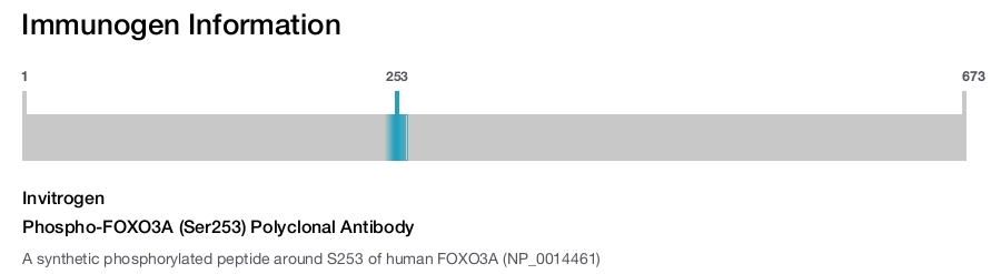 Phospho-FOXO3A (Ser253) Polyclonal Antibody