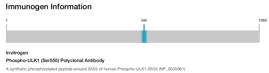 Phospho-ULK1 (Ser555) Polyclonal Antibody