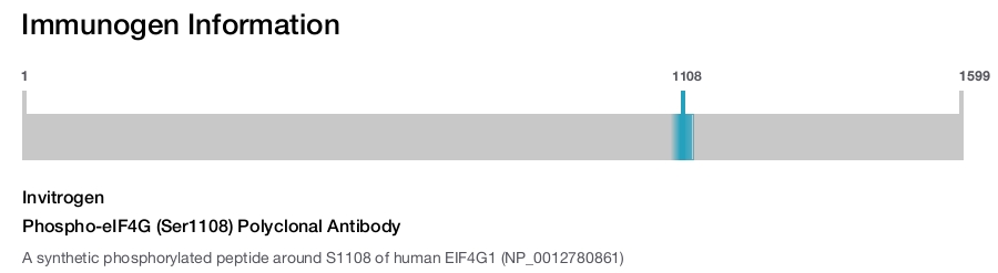 Phospho-eIF4G (Ser1108) Polyclonal Antibody