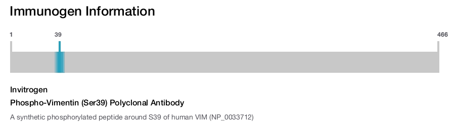 Phospho-Vimentin (Ser39) Polyclonal Antibody