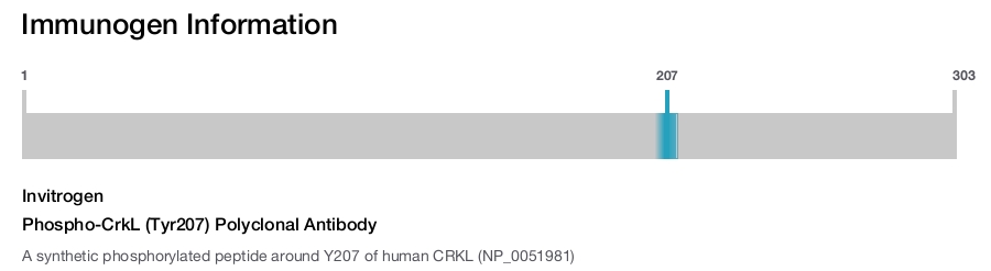 Phospho-CrkL (Tyr207) Polyclonal Antibody