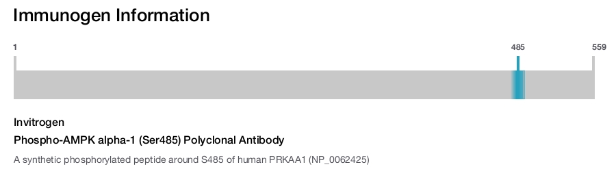 Phospho-AMPK alpha-1 (Ser485) Polyclonal Antibody