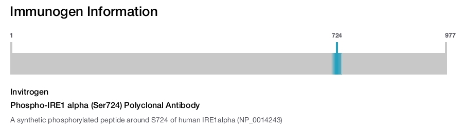 Phospho-IRE1 alpha (Ser724) Polyclonal Antibody