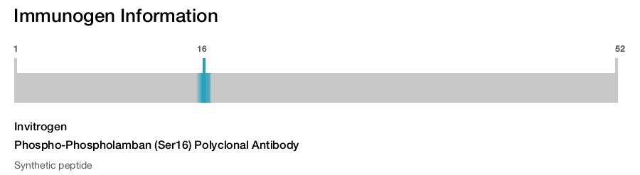 Phospho-Phospholamban (Ser16) Polyclonal Antibody
