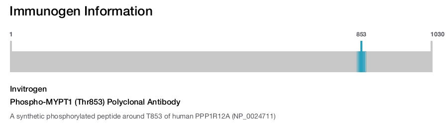Phospho-MYPT1 (Thr853) Polyclonal Antibody
