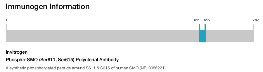 Phospho-SMO (Ser611, Ser615) Polyclonal Antibody