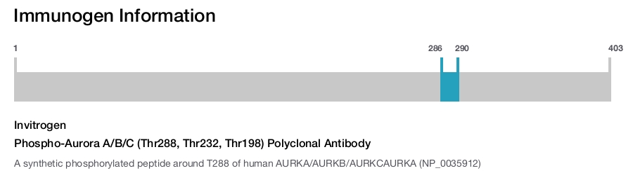 Phospho-Aurora A/B/C (Thr288, Thr232, Thr198) Polyclonal Antibody