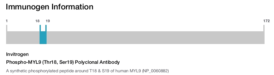 Phospho-MYL9 (Thr18, Ser19) Polyclonal Antibody